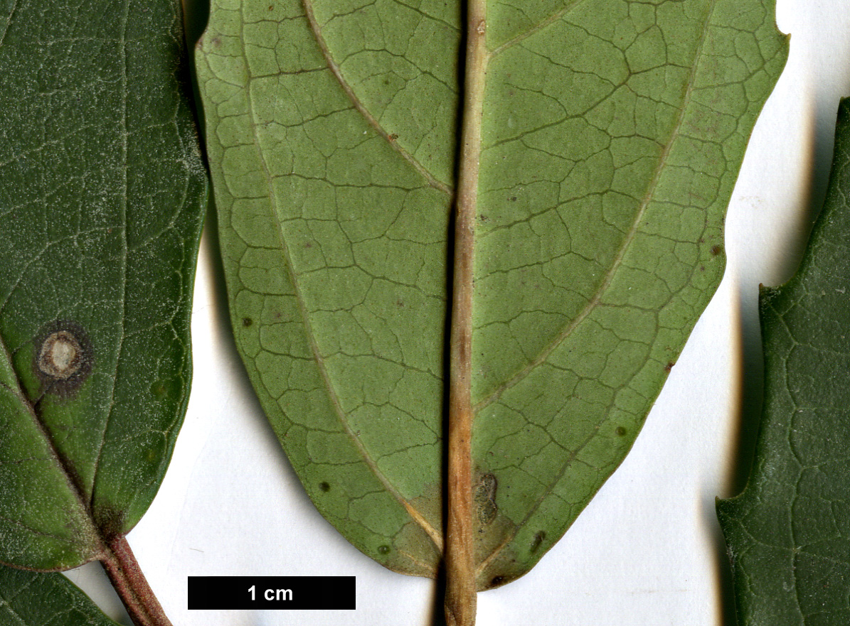 High resolution image: Family: Adoxaceae - Genus: Viburnum - Taxon: coriaceum